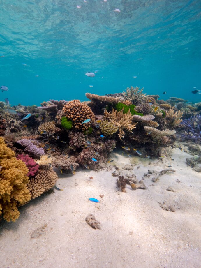 Great Barrier Reef underwater